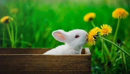 射阳伴游，定制QQ：3494206190微信：act1322